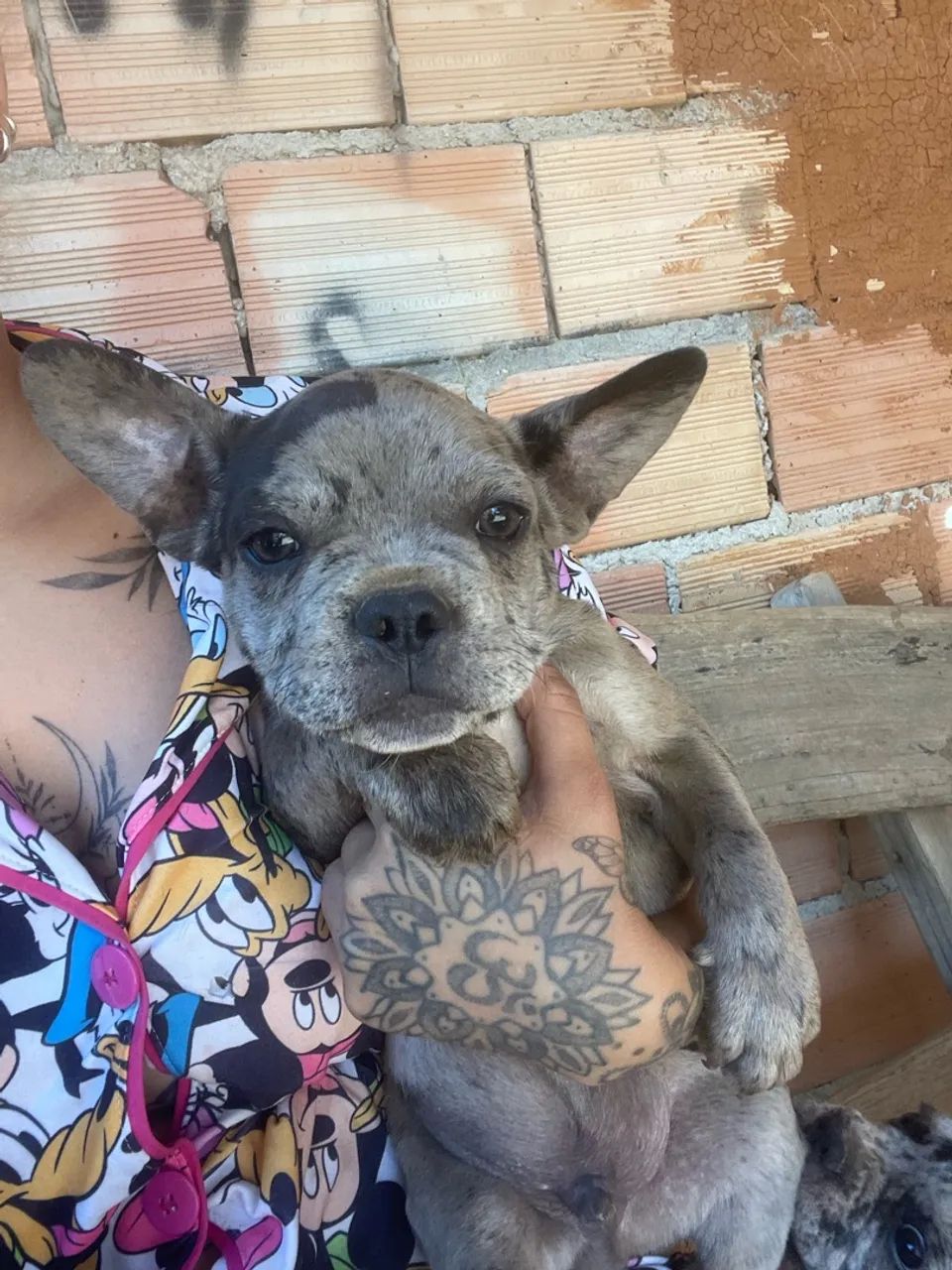 Vendo Buldogue Francês Merle 