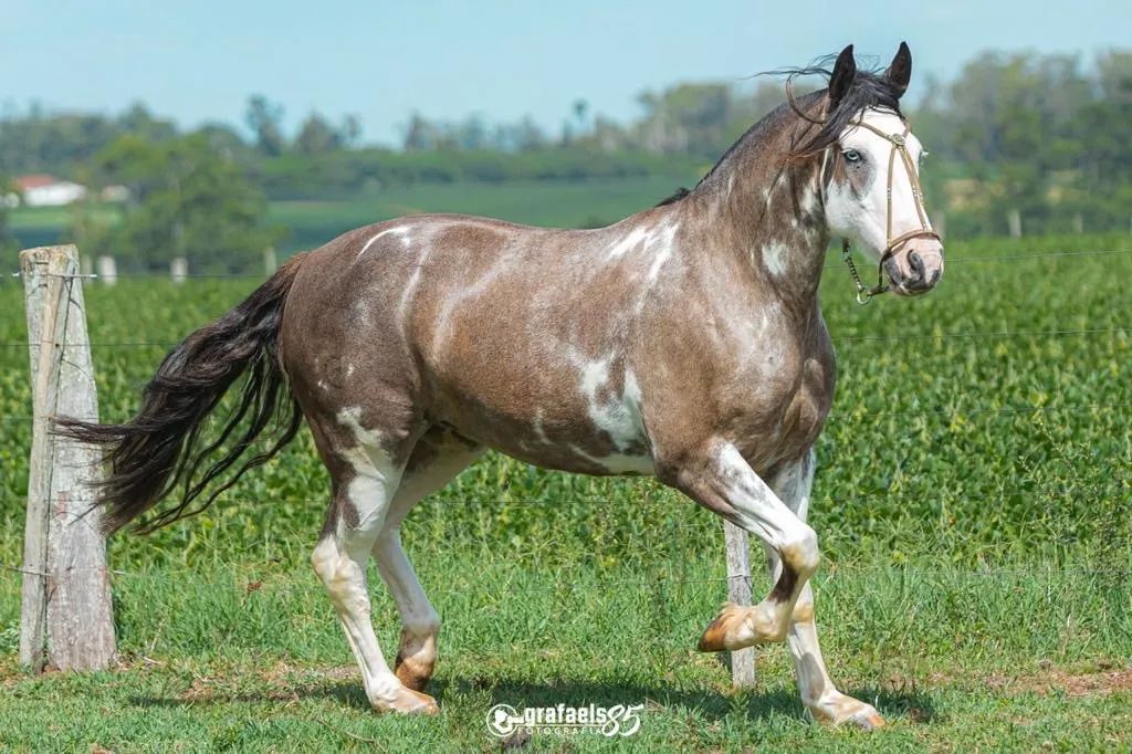CAVALO CRIOULO - Foto 4
