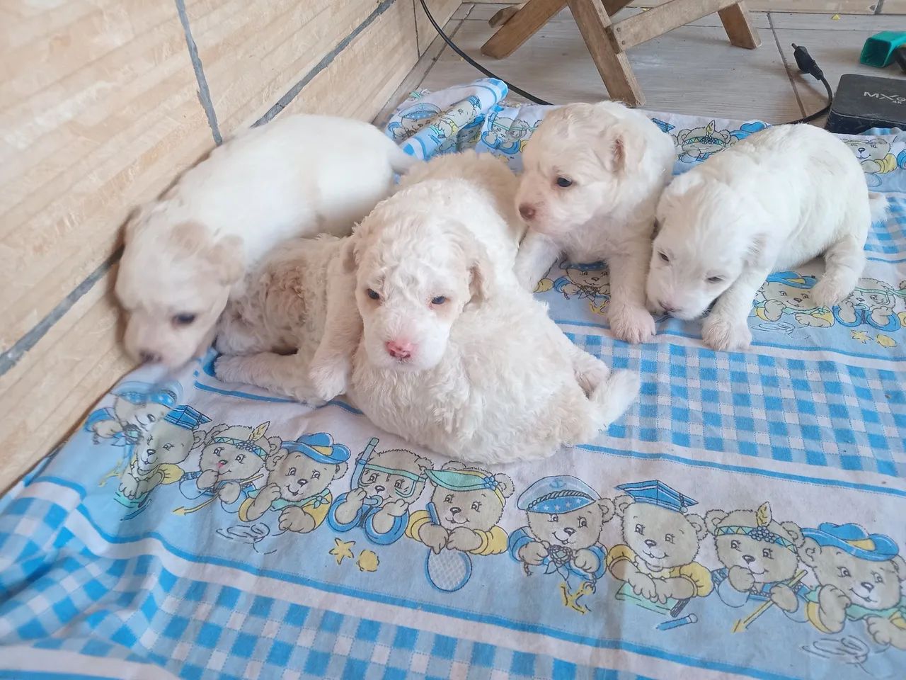 Filhotes De poodles