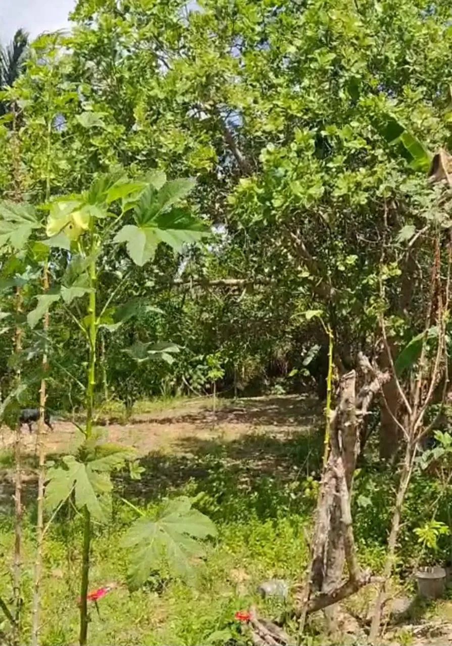 Casa com pomar - Foto 2