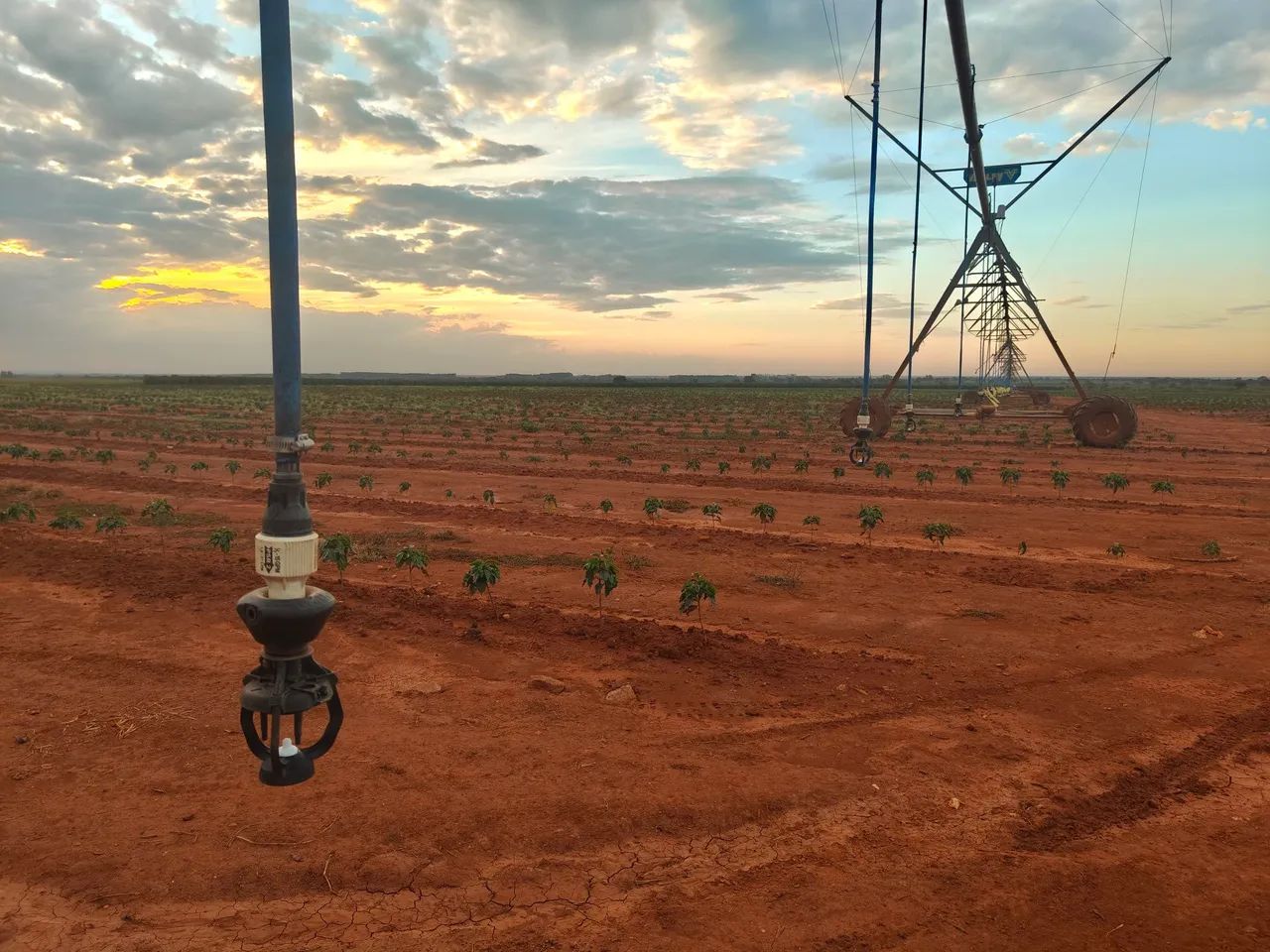 FAZENDA DE CAFÉ COM ALTA PERFORMANCE COM 470HEC, NA COMARCA DE PRESIDENTE OLEGÁRIO