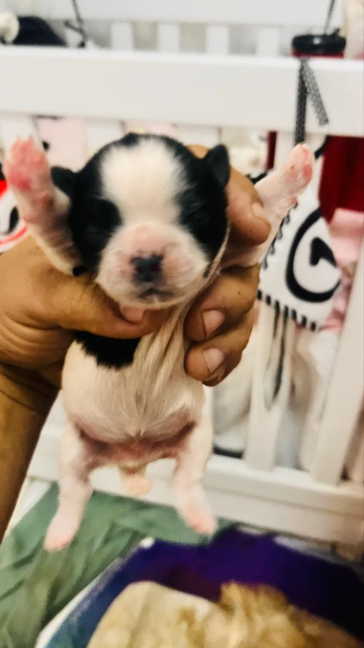 CACHORRO Shitszu s  - Foto 5
