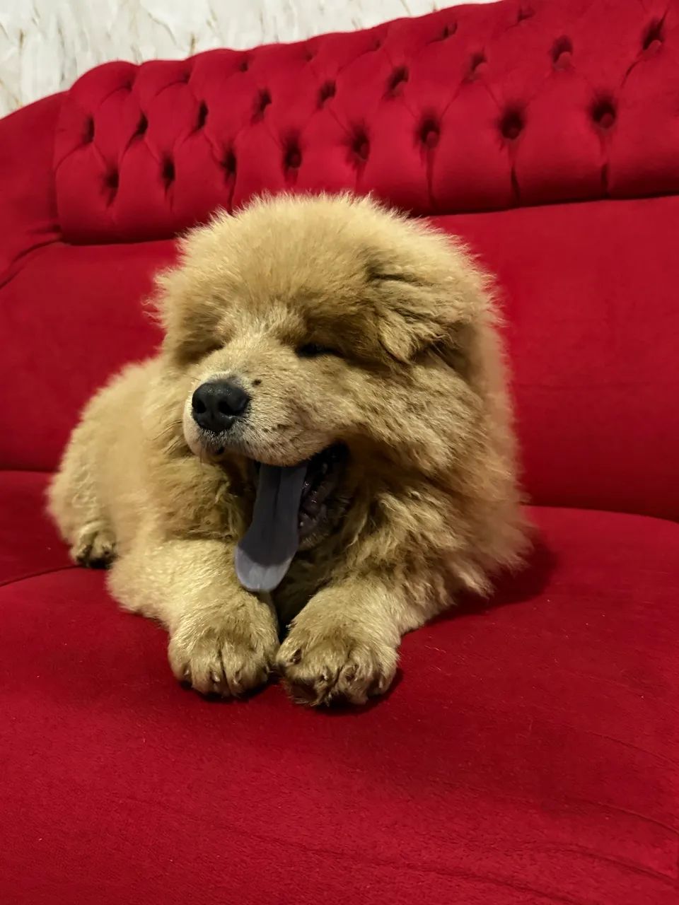 Chow Chow 