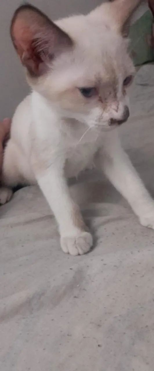 Gato para adoção - Foto 4