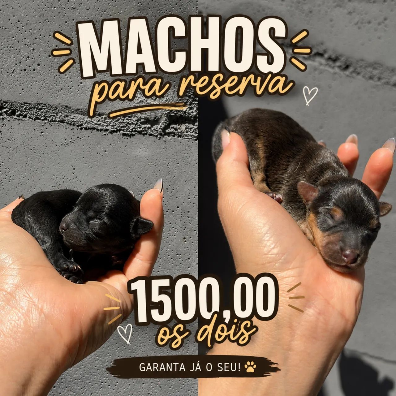 Pinscher macho