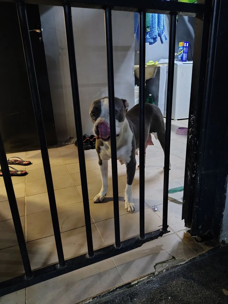 Filhotes Pitbull - Foto 5