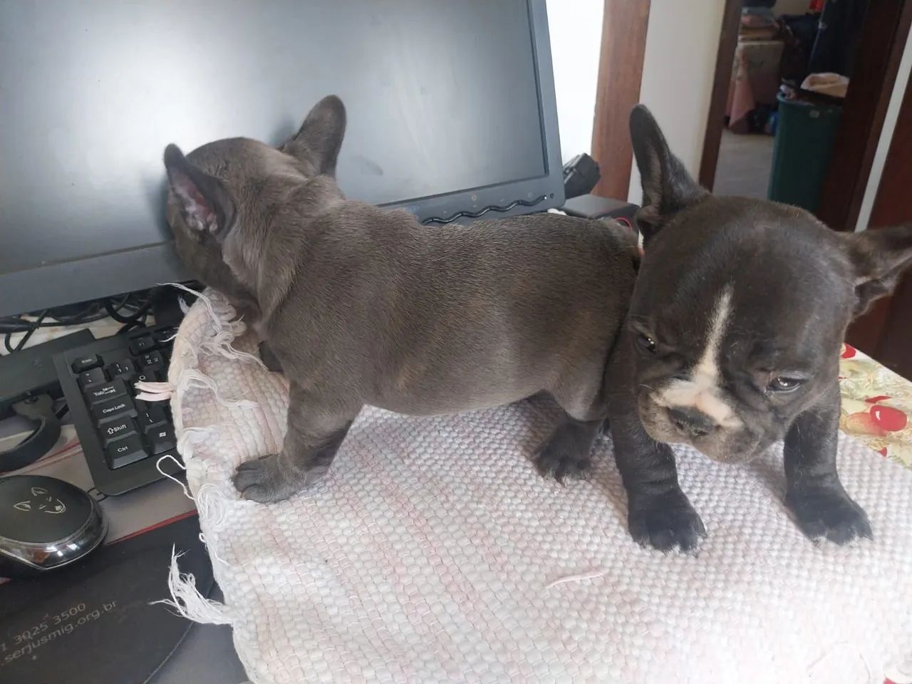 Buldogue francês  - Foto 3