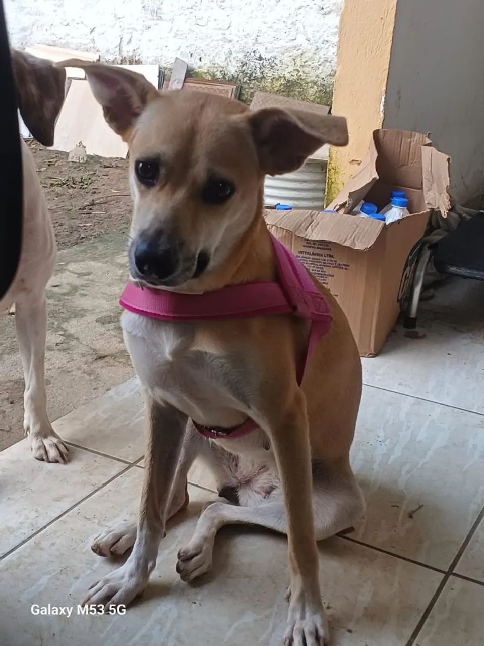 ADOÇÃO  - Foto 4