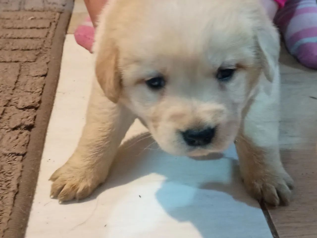 Filhotes de labrador  - Foto 3
