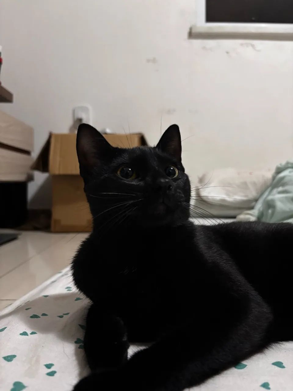 Gato preto perdido - Foto 2