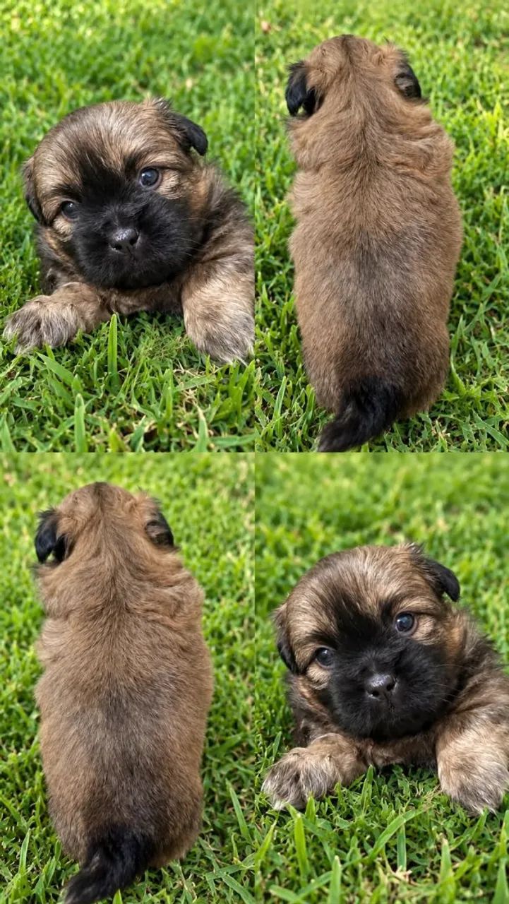 Lhasa Apso 