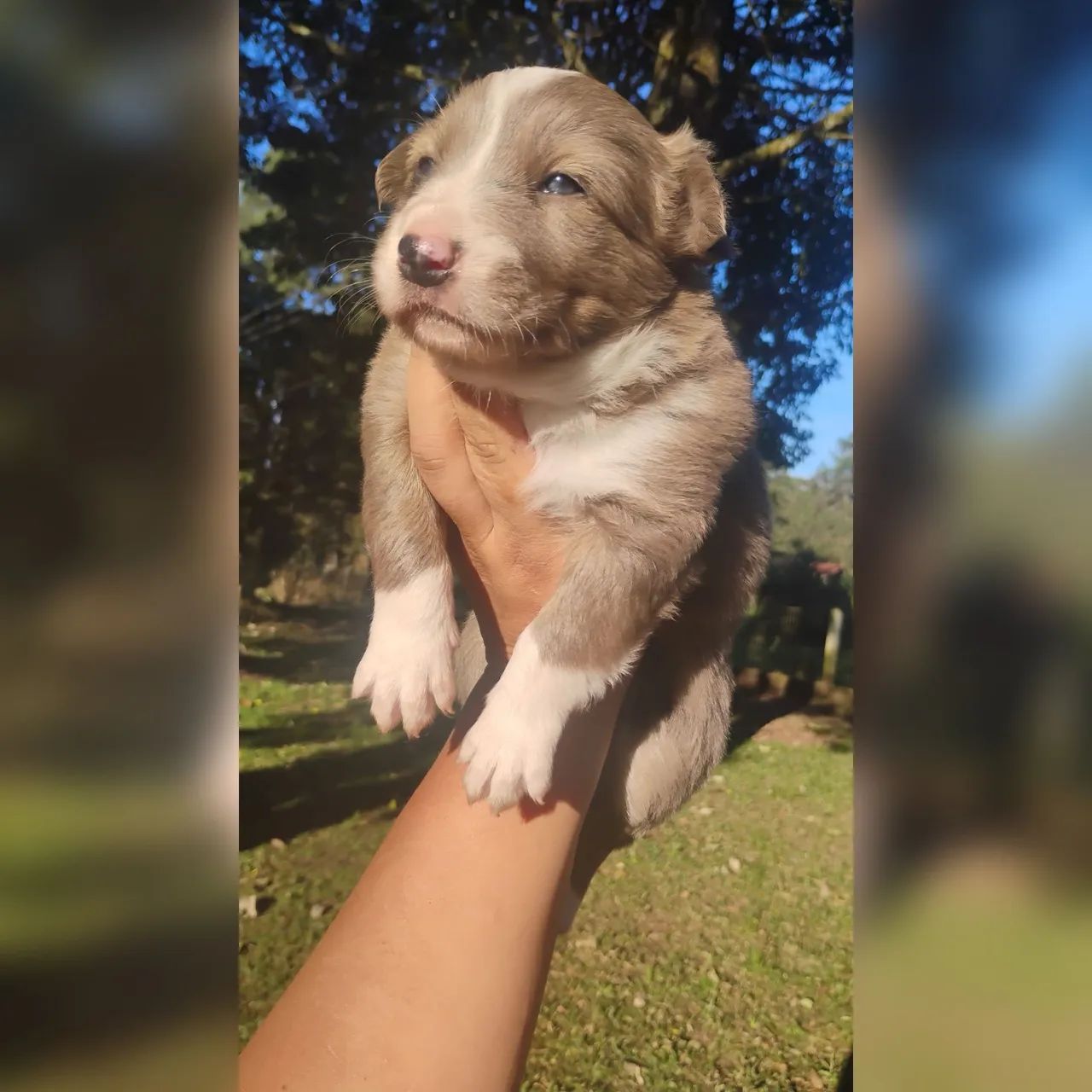 Filhote de boder collie 