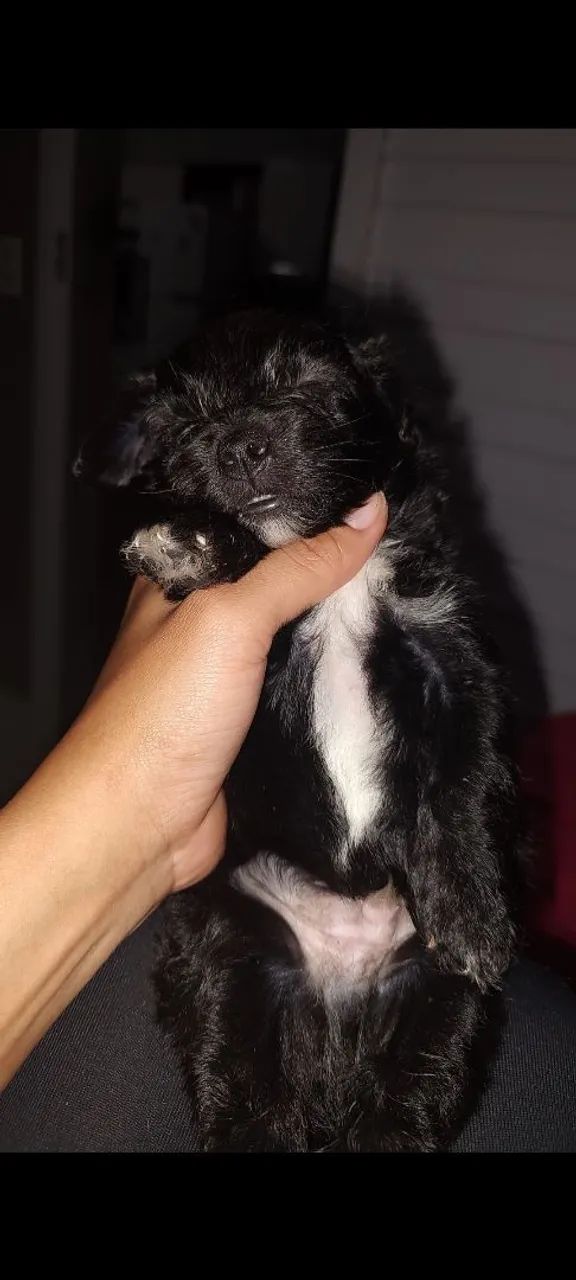 Cachorro poodle - Foto 2
