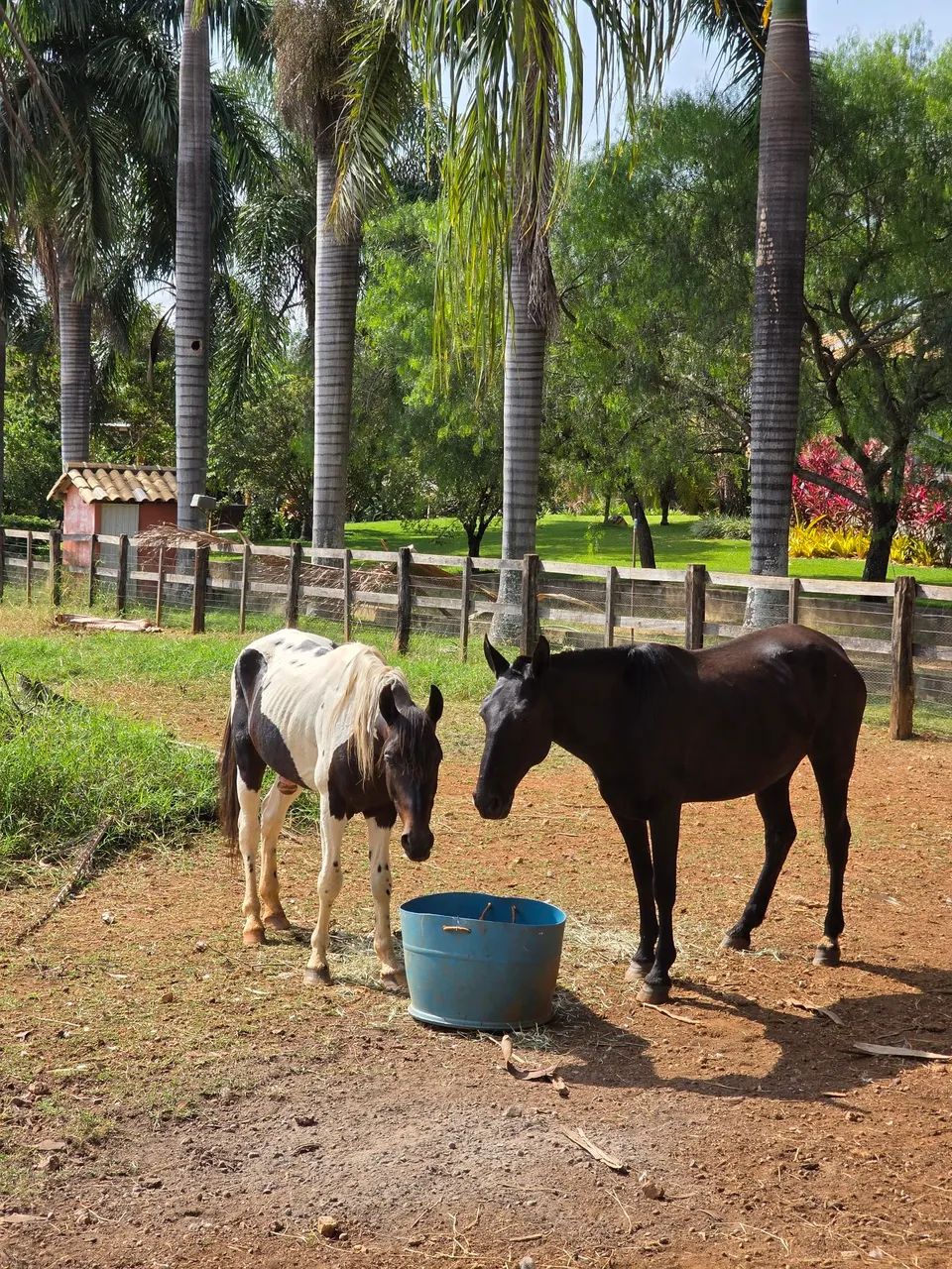 Vendo PAMPA DE PRETO - Foto 4