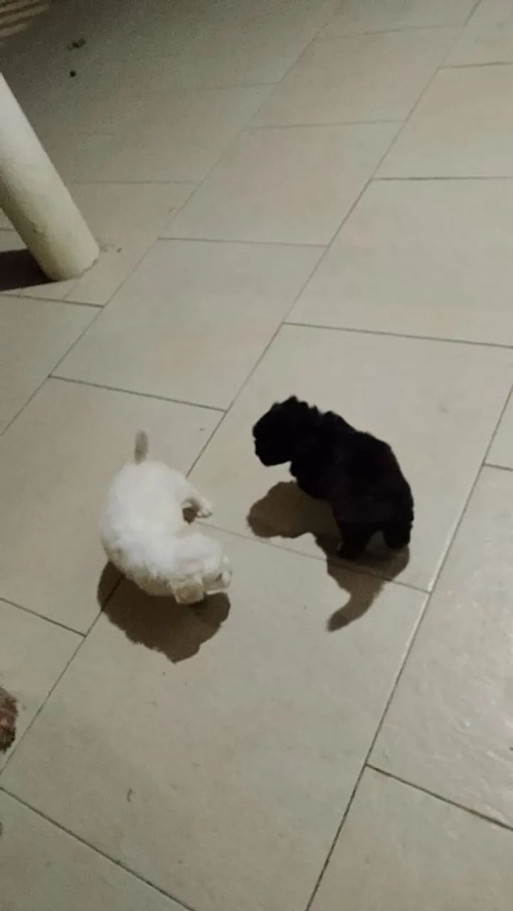 Cachorro shih tzu