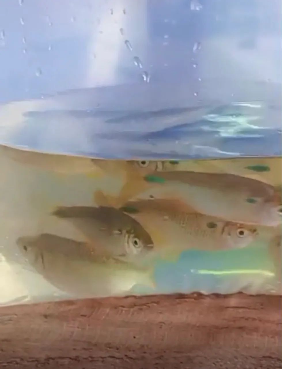 Lambari para pesca