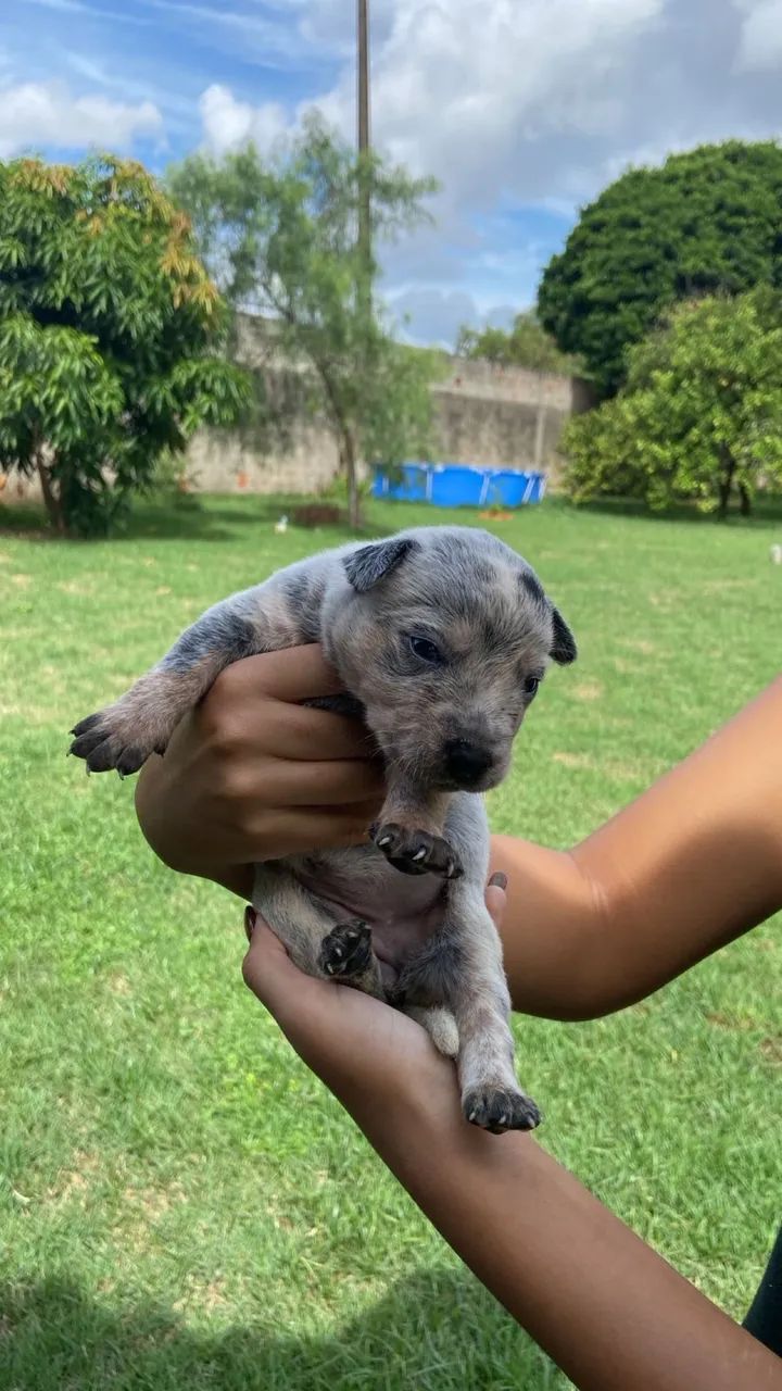 Boiadeiro Australiano/ Blue Heeler  - Foto 6