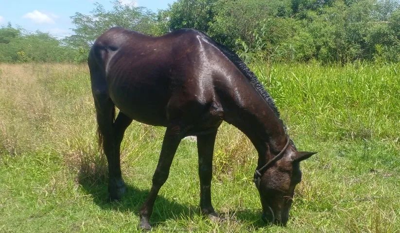 Cavalo Muito Dócil Sela/Charrete/Carroça- Campos dos Goytacazes Rj 