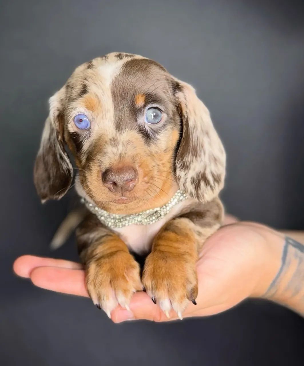 dachshund 