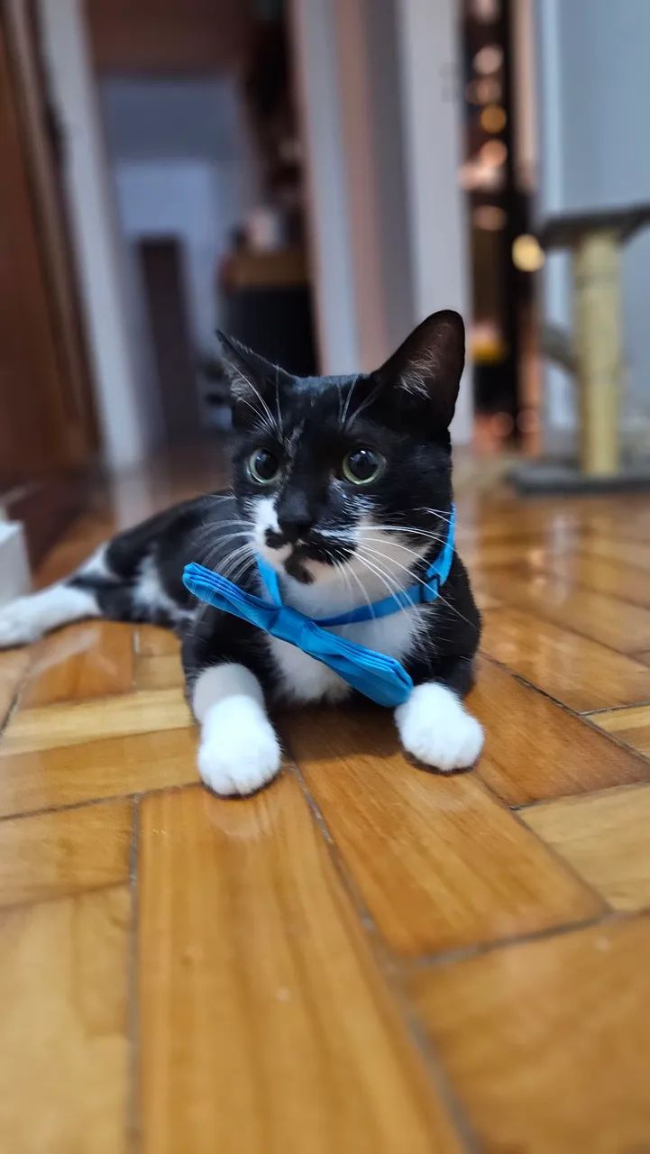 Gatinho amoroso para adoção  - Foto 2