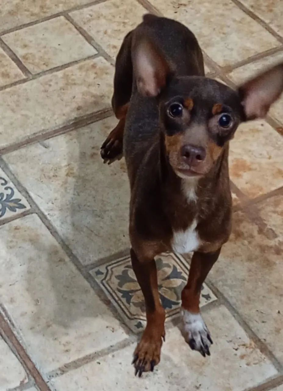 Fêmeas de pinscher n2