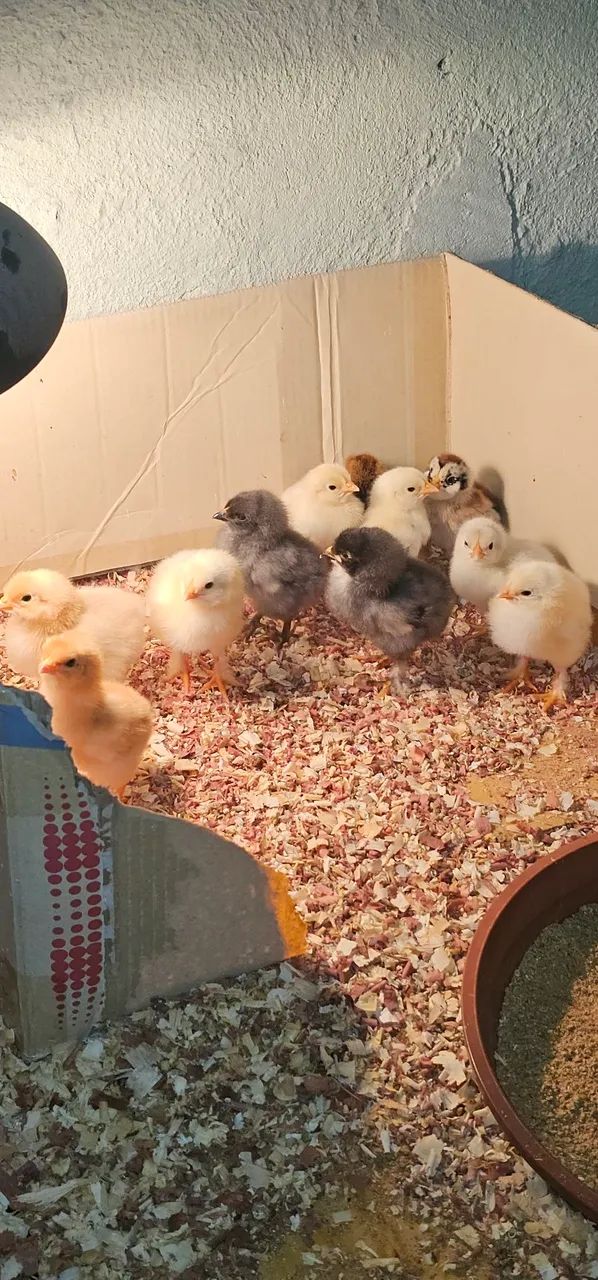 Ovos férteis raça GSB e brahma - Foto 3