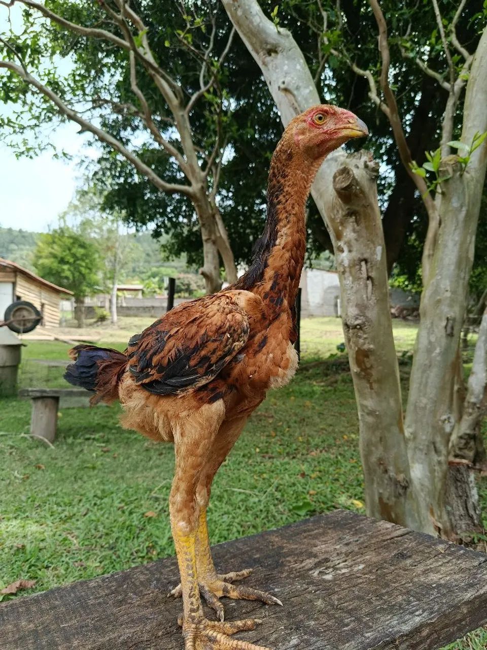 Índio gigante  - Foto 5