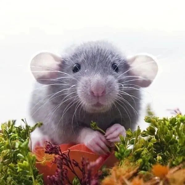 Twister dumbo - Foto 2