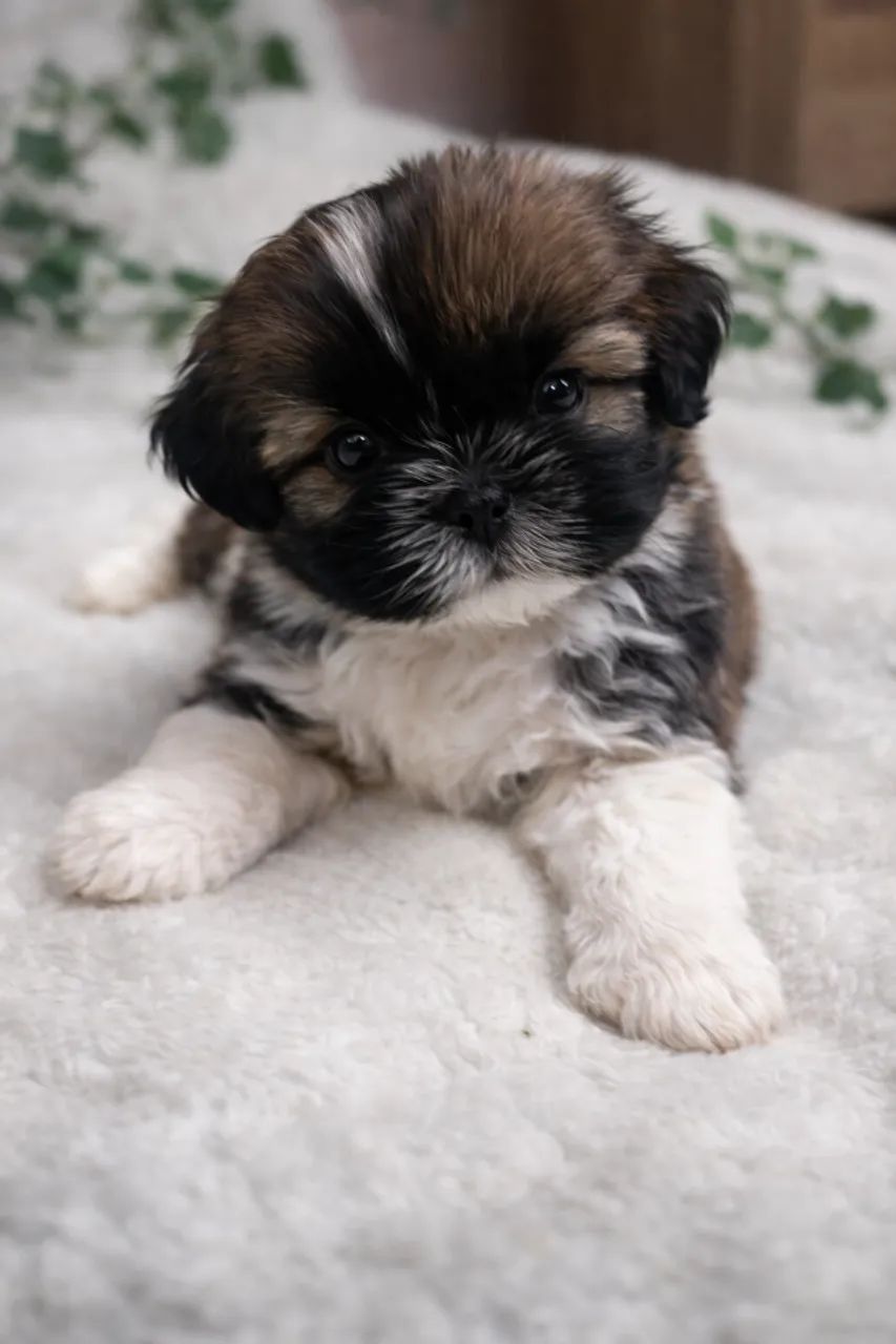 Shitzu filhote macho disponível  - Foto 2