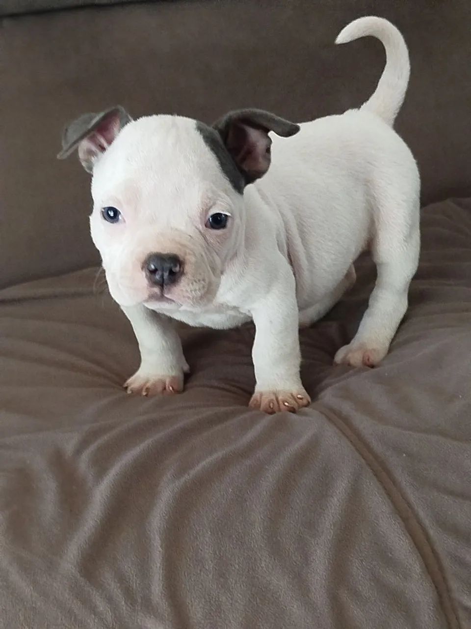 Fêmeas de americano bully com pedigree  - Foto 5