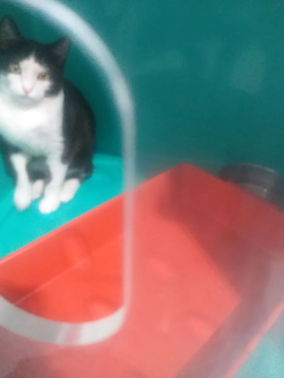 Bichos - Foto 3