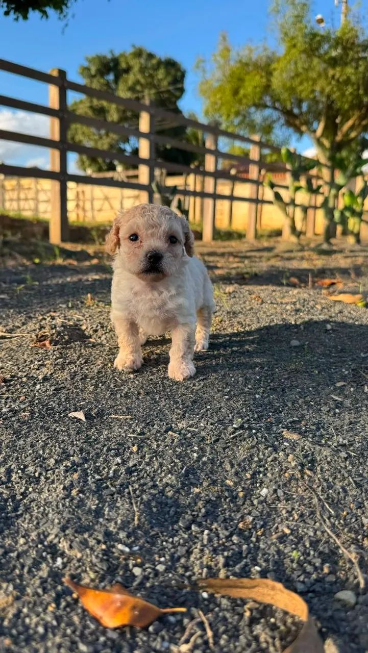Filhotes de Poodle Micro - Foto 3