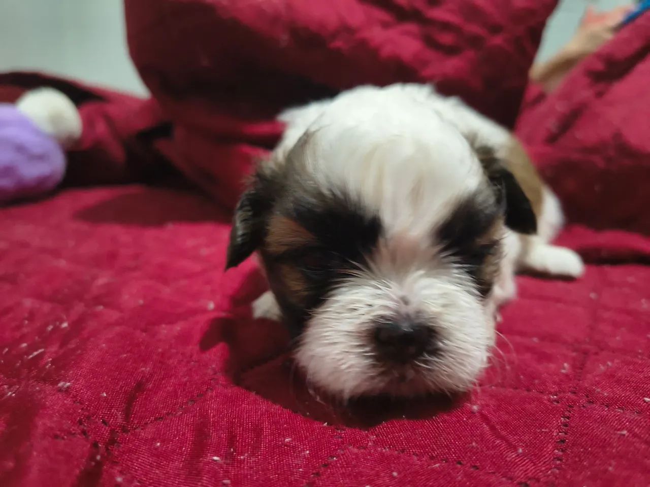 Shitzu - Foto 2