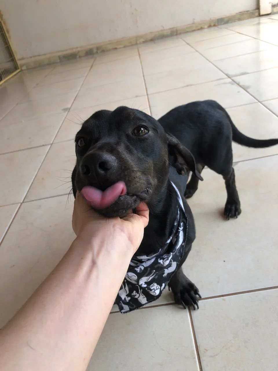 Adoção responsável!! - Foto 4