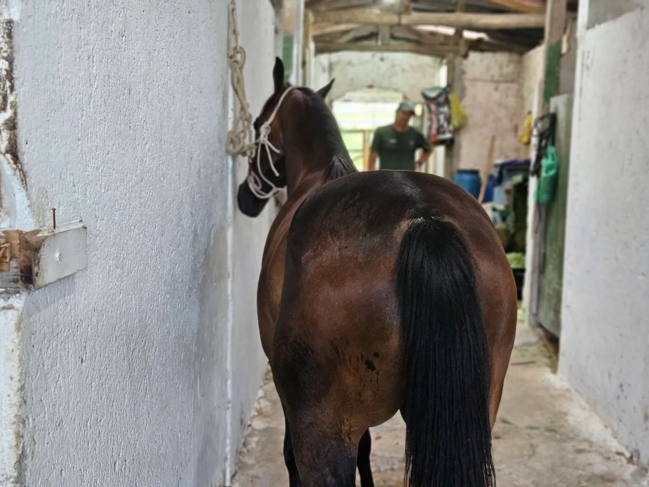 Cavalo Quarto de Milha puro e registrado  - Foto 2