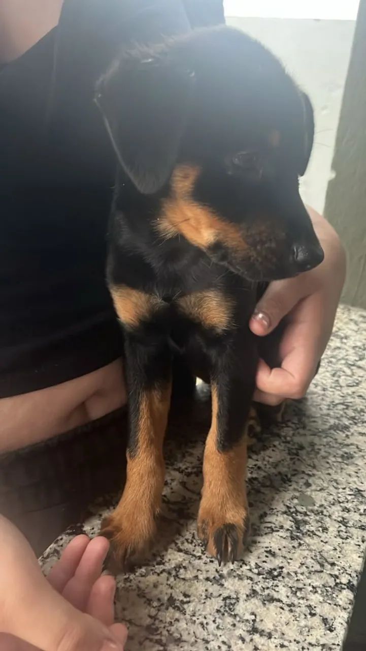 cachorro  - Foto 3