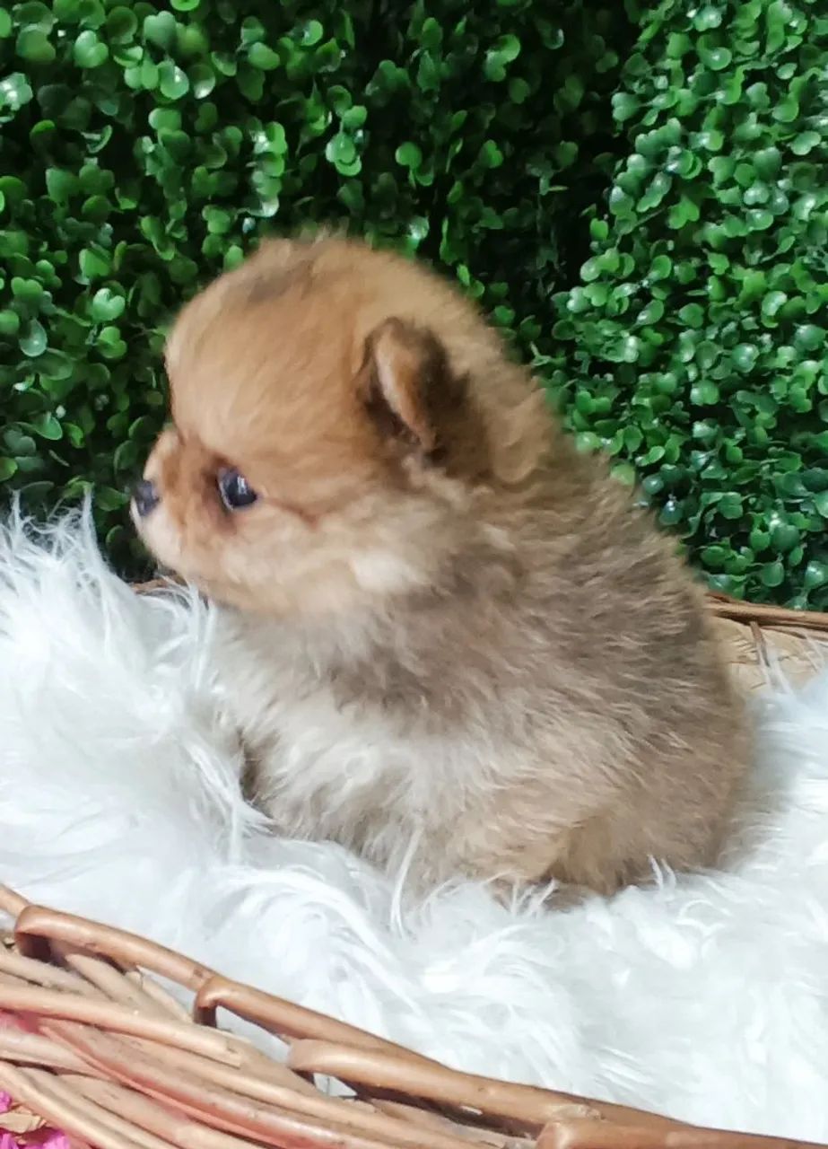 Lulu da Pomerânia anã fêmea  - Foto 2