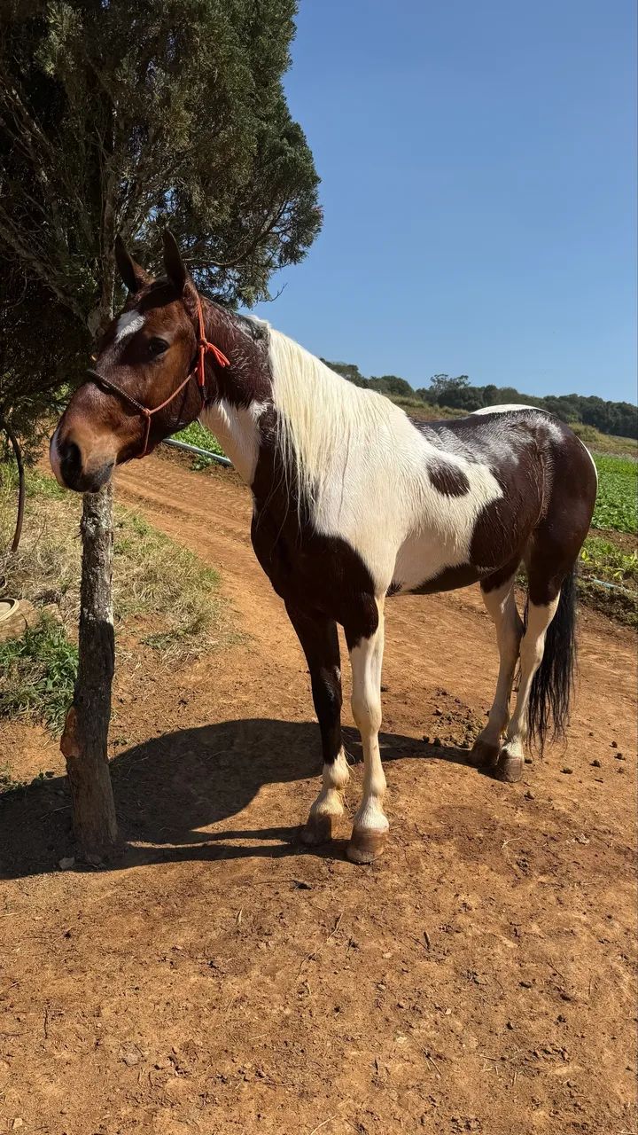 Cavalo mestiço e charrete  - Foto 2