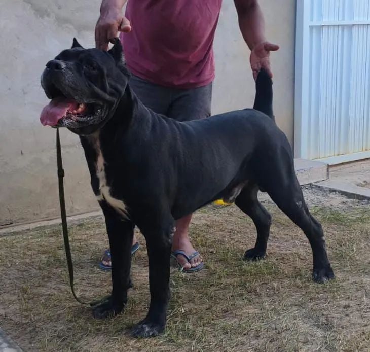 Filhotes de Cane Corso  - Foto 4