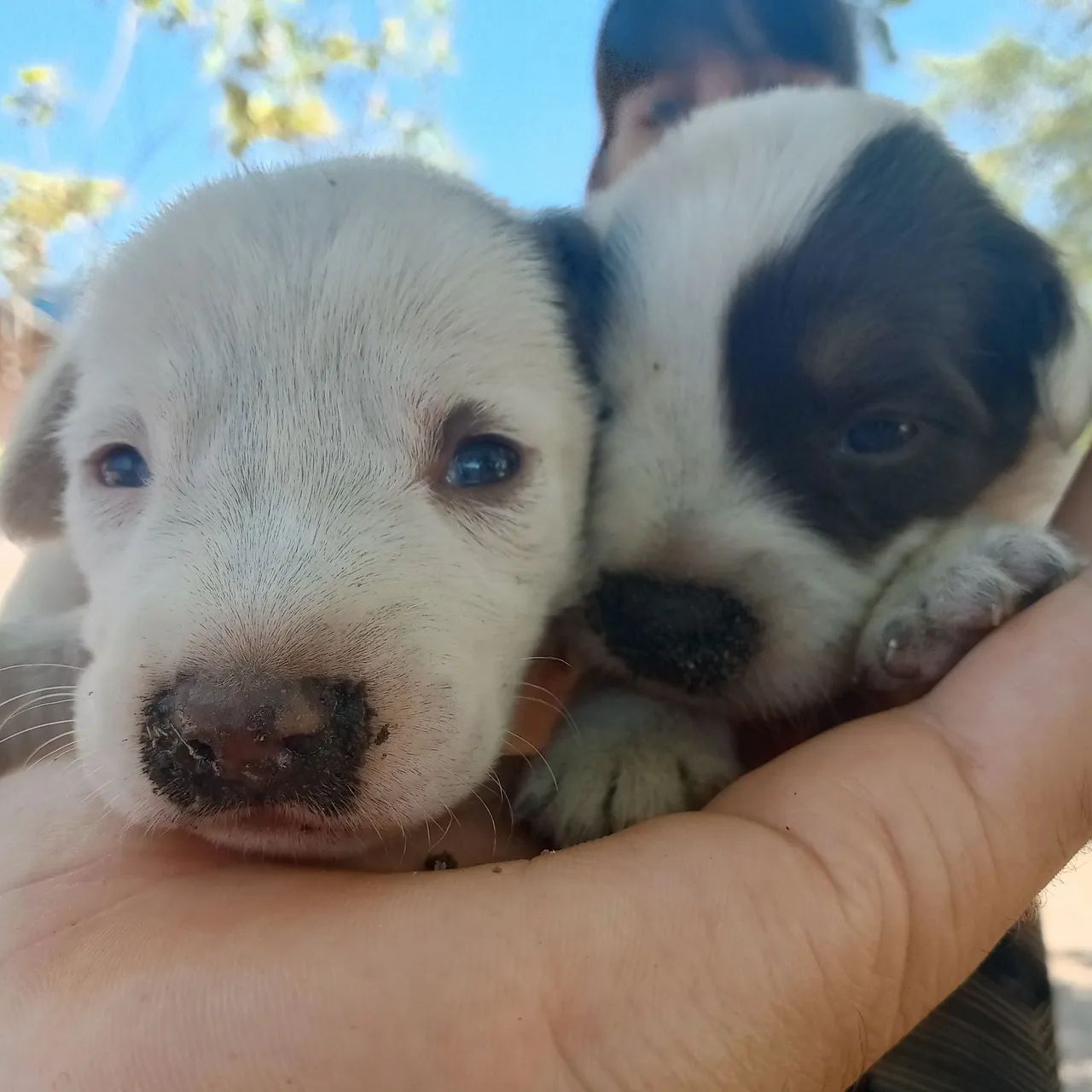 Cachorrinhos 