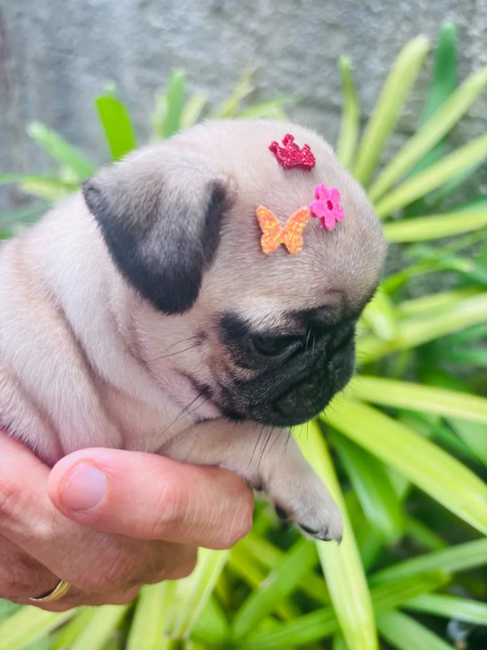Pug fêmea  - Foto 2