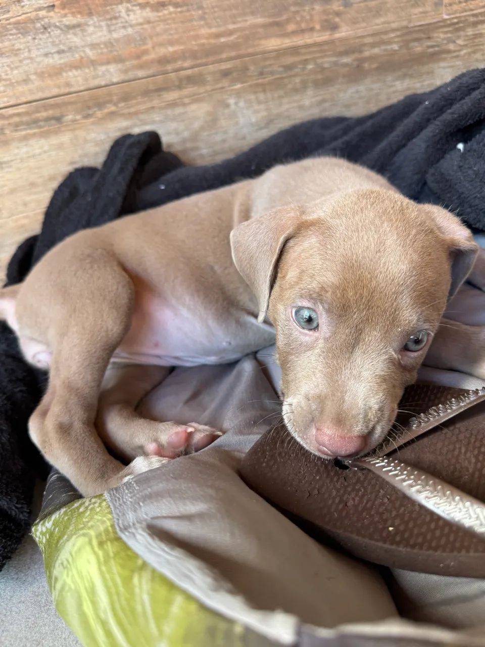 Vendo Pitbull Monster - Foto 5