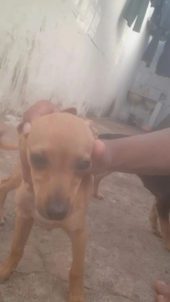 Doação cachorro - Foto 2