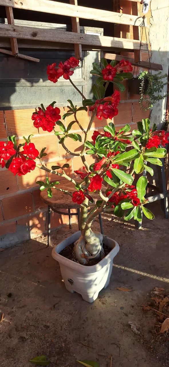Rosa do deserto dobrada  - Foto 2