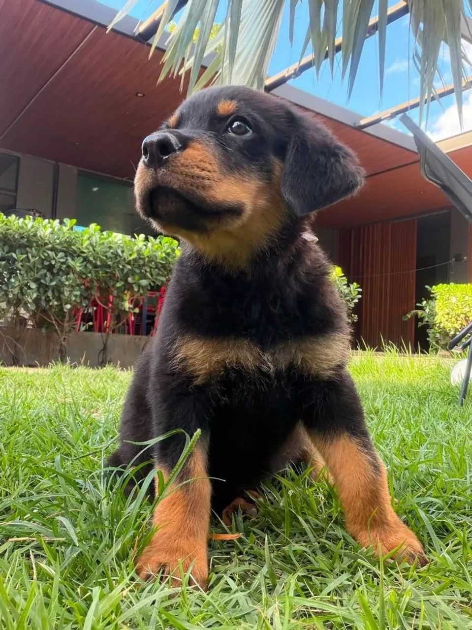 Filhotes de Rottweiler - Foto 4