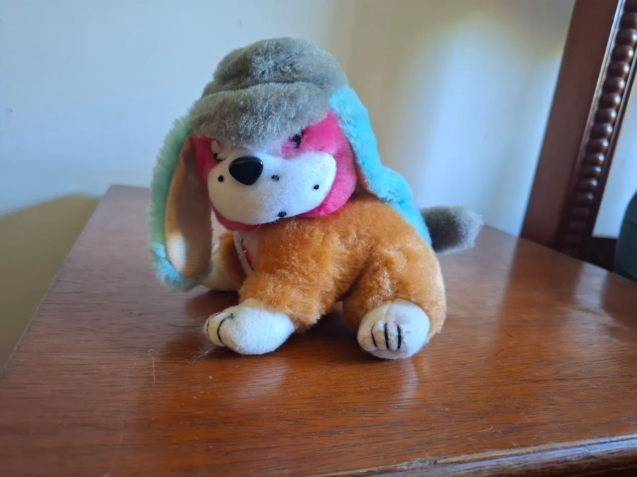 Cachorro de chapéu  - Foto 4