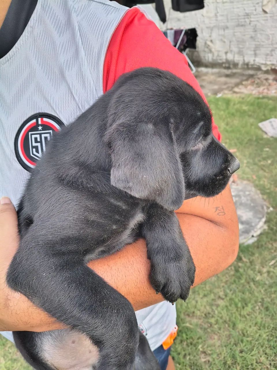 Labrador