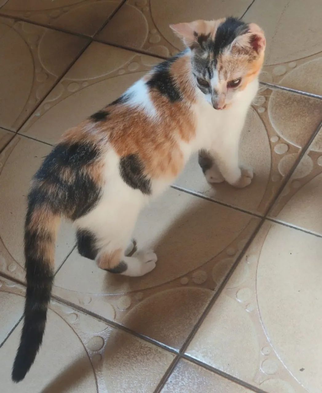 Gatinha castrada - Foto 4