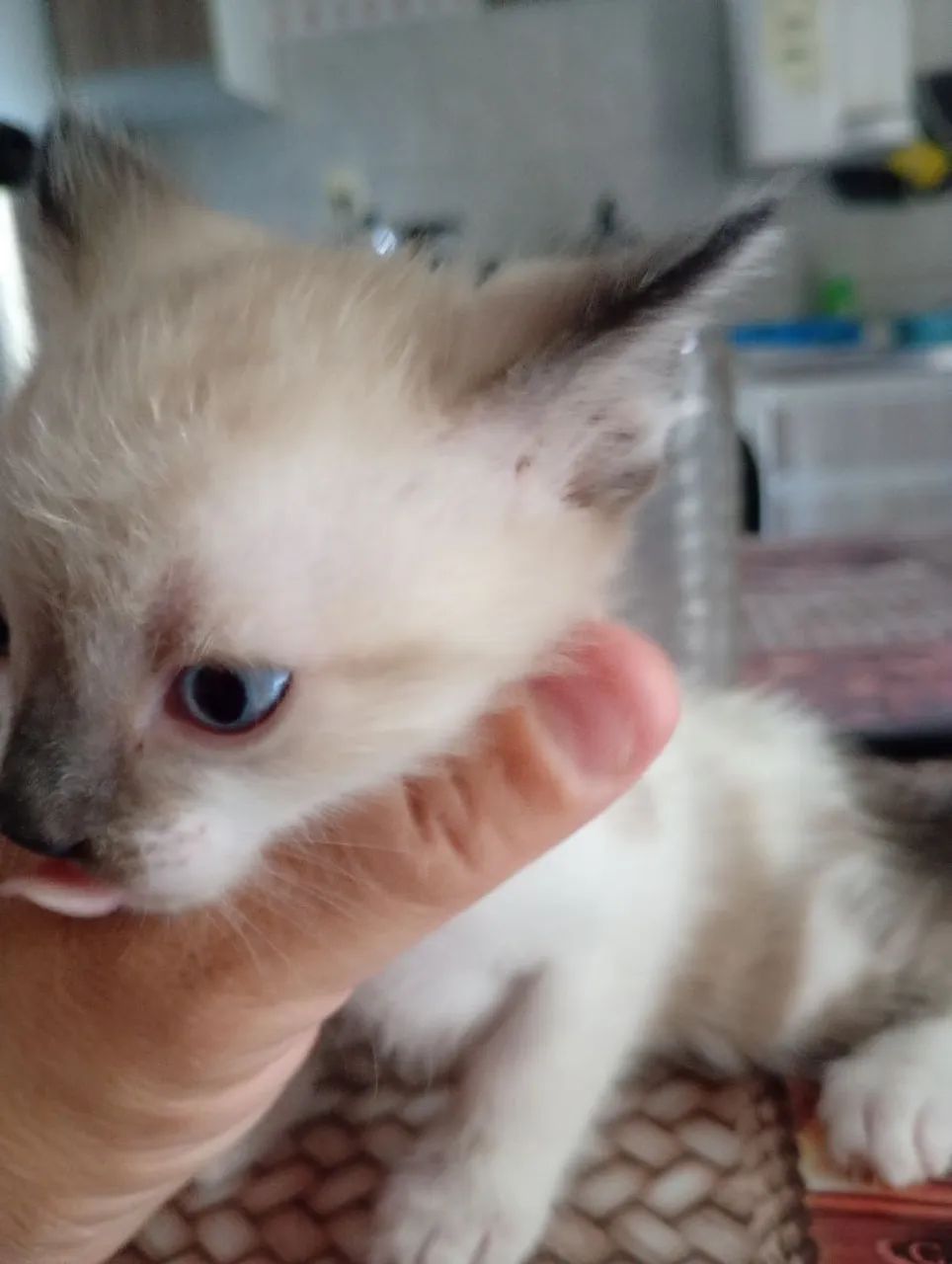 Adoção de animais. - Foto 5