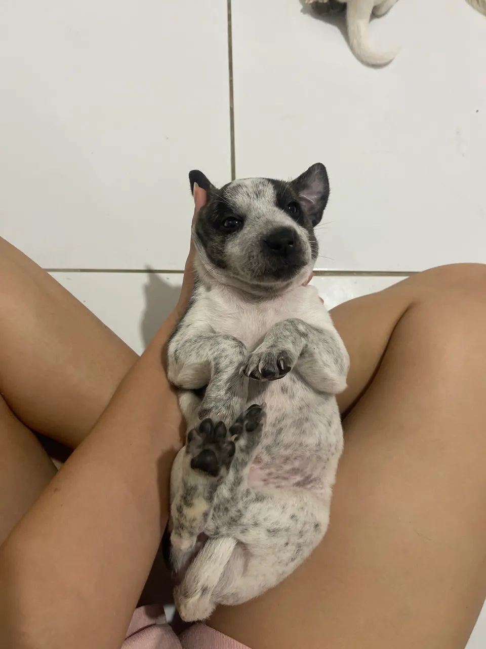Cachorrinhos a adoção